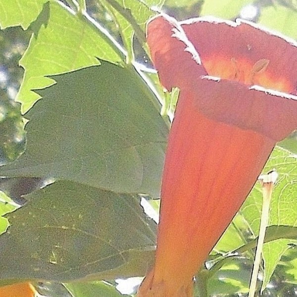 Chat with the Hummingbird Vine?